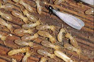 Cómo eliminar termitas en casa