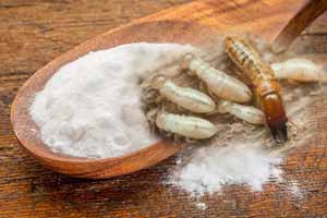 Ácido bórico para termitas: cómo preparar insecticida