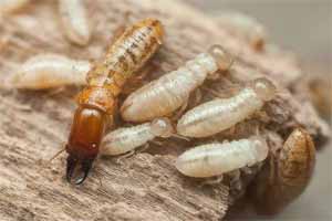 Cómo combatir las termitas