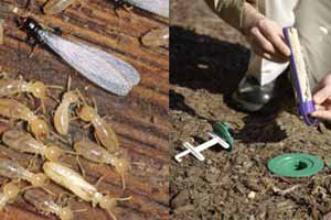 Cómo matar termitas: en madera, de forma casera, con ácido bórico
