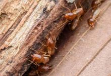 foto-de-termita-de-madera-02