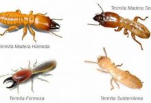 imagen-de-termitas