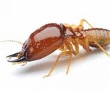 Información sobre las termitas: qué y cómo son, tipos, pican, alimentación