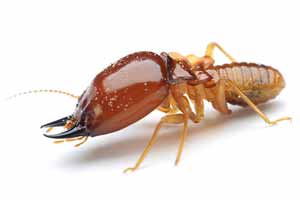 Información sobre las termitas: qué y cómo son, tipos, pican, alimentación