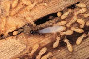 Cómo exterminar termitas de madera seca y húmeda
