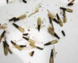 Termitas voladoras, con alas: cómo eliminarlas de forma casera